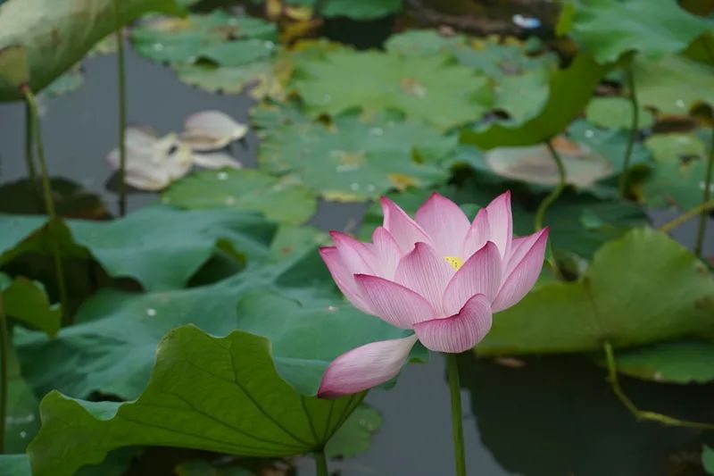 主要的濕地植物（二）