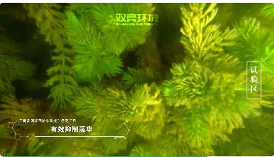 保護(hù)生物多樣性<a href=http://www.yungoal.cn target=_blank class=infotextkey><a href=http://www.yungoal.cn target=_blank class=infotextkey>雙良</a>環(huán)境</a>在行動！