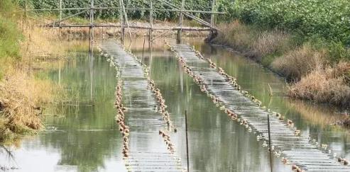 廣州水大會村鎮(zhèn)水處理與水環(huán)境修復技術