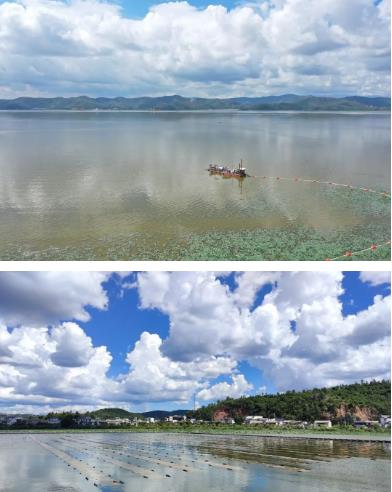 雙良環(huán)境太湖水生態(tài)修復示范項目初現成果