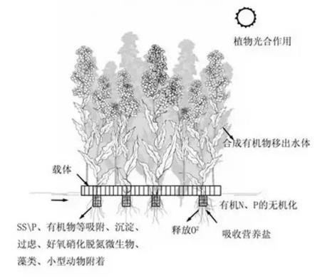 生態(tài)浮島該如何用植物又該怎么選擇？